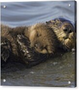 Sea Otter Mother With Pup Monterey Bay Acrylic Print
