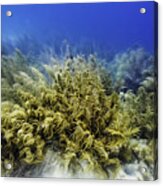 Sea Rod Corals Acrylic Print