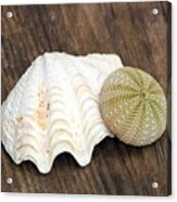 Sea Shell And Sea Urchin Acrylic Print
