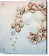 Sea Shells 5 Acrylic Print