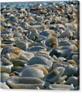 Sea Shells By The Sea Shore Acrylic Print