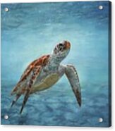Sea Turtle Acrylic Print