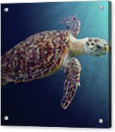 Sea Turtle Acrylic Print