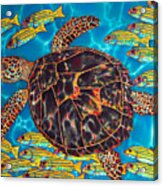 Sea Turtle With Schooling Fish Acrylic Print