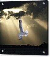 Seagull And Sunbeams. Original Exclusive Photo Art. Acrylic Print