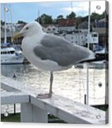 Seagull At Rest Acrylic Print