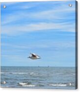 Seagull In Flight Acrylic Print