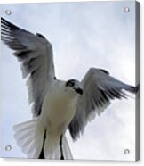 Seagull In Flight I Acrylic Print