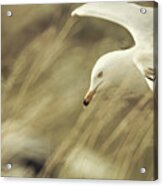Seagull In Wheat Acrylic Print
