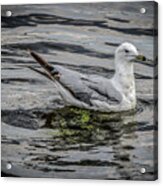 Seagull On The River Acrylic Print