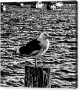 Seagull Perch, Black And White Acrylic Print