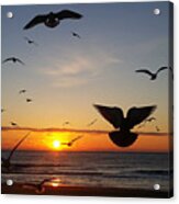 Seagulls At Sunrise Acrylic Print