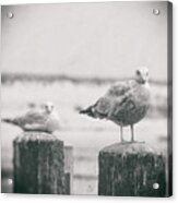 Seagulls Acrylic Print