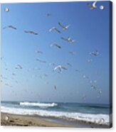 Seagulls In The Morning Acrylic Print