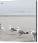 Seagulls On Foggy Beach Acrylic Print