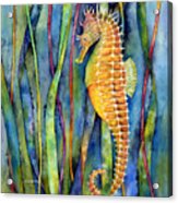 Seahorse Acrylic Print