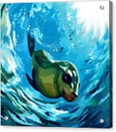 Seal Splash Dive Acrylic Print