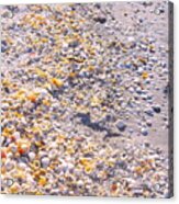 Seashells In Sanibel Island, Florida Acrylic Print