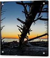 Seaside Tree Branch Sunset 3 Acrylic Print