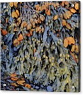Seaweed- Color Acrylic Print