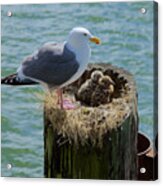 Seagull Family Acrylic Print