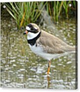 Semipalmated Plover Acrylic Print