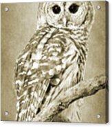 Sepia Owl Acrylic Print
