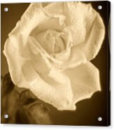 Sepia Rose With Rain Drops Acrylic Print