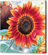 September Sunflowers Acrylic Print