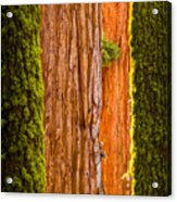 Sequoia Abstract Acrylic Print