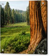 Sequoia Np Crescent Meadows Acrylic Print
