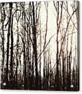 Series Silent Woods 3 Acrylic Print