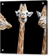Seven Giraffes With Different Facial Expressions Acrylic Print