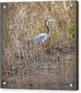 Seven Ponds Nature Center Blue Heron Acrylic Print