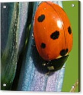 Seven Spotted Lady Beetle Acrylic Print