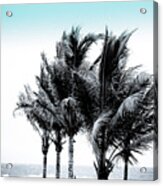 Shades Of Palms - Silver Blue Acrylic Print