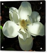 Shadows Of Beauty Magnolia Flower Art Acrylic Print