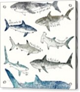 Sharks Acrylic Print