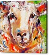 Curious Irish Sheep Available As A Signed And Numbered Print On Canvas See Www.pixi-art.com Acrylic Print