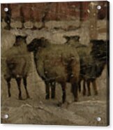 Sheep In The Snow Acrylic Print