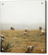 Sheep On A Foggy Morning Acrylic Print