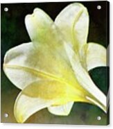 Sheer White Lily On Teal Acrylic Print