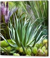 Sherrie's Spider Agave Acrylic Print