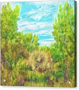 Shining Forest Afternoon Acrylic Print