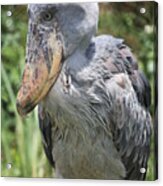 Shoebill Stork Acrylic Print