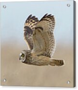 Short-eared Owl Hunting Acrylic Print