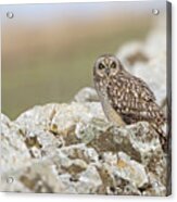 Short-eared Owl In Cotswolds Acrylic Print