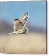 Short-eared Owl In Flight Acrylic Print
