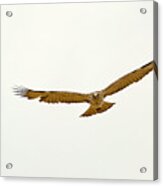 Short-toed Snake Eagle Circaetus Gallicus Acrylic Print