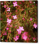 Shower Of Pink Acrylic Print